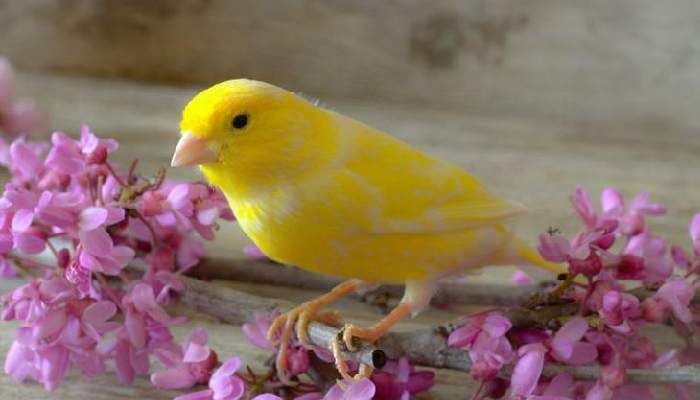 غذای قناری